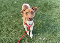 Shelter Stray Male Dog last seen , 1850 W 60th St, Los Angeles, CA 90047, USA