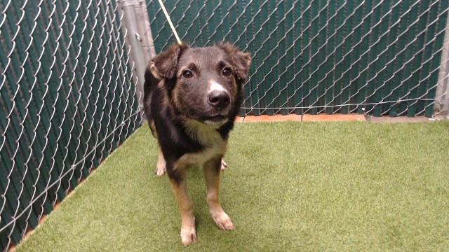 Shelter Stray Female Dog last seen , 11258 Garfield Ave, Downey, CA 90242, USA