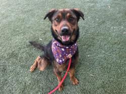 Shelter Stray Female Dog last seen , 1850 W 60th St, Los Angeles, CA 90047, USA
