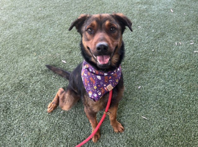 Shelter Stray Female Dog last seen , 1850 W 60th St, Los Angeles, CA 90047, USA