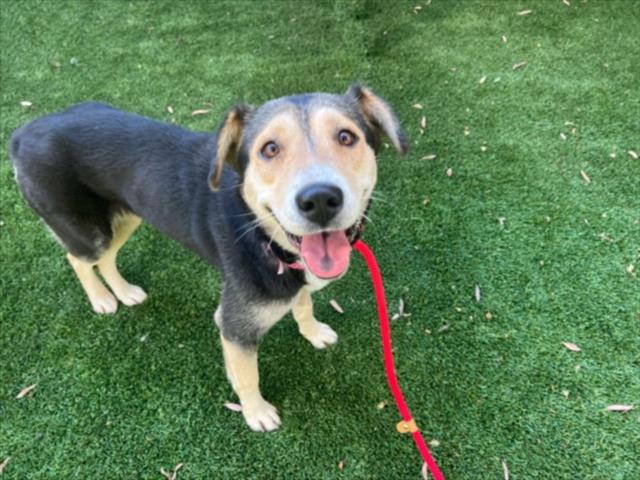 Shelter Stray Female Dog last seen , 1850 W 60th St, Los Angeles, CA 90047, USA