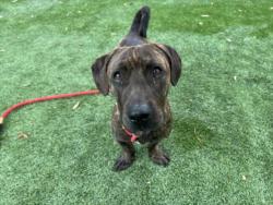Shelter Stray Male Dog last seen , 1850 W 60th St, Los Angeles, CA 90047, USA
