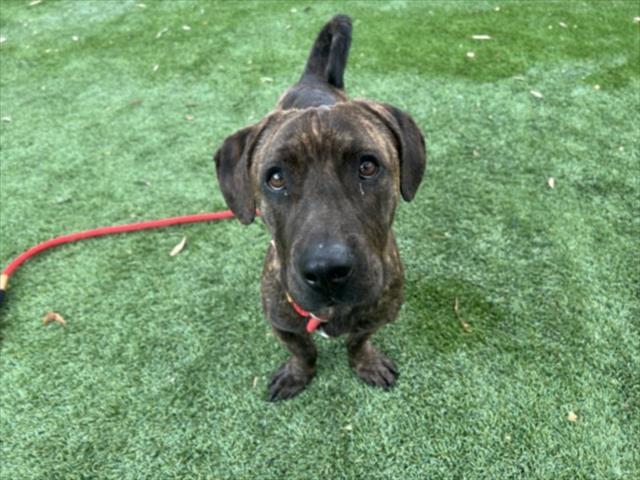 Shelter Stray Male Dog last seen , 1850 W 60th St, Los Angeles, CA 90047, USA
