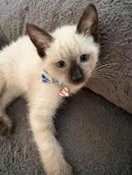 Shelter Stray Male Cat last seen PEPPER AVE X RIALTO AVE, 333 Chandler Pl, San Bernardino, CA 92408, USA