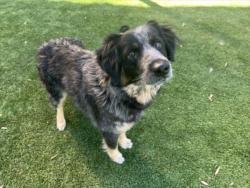 Shelter Stray Female Dog last seen , 1850 W 60th St, Los Angeles, CA 90047, USA