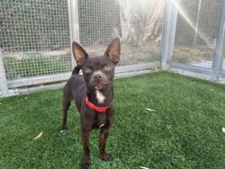 Shelter Stray Male Dog last seen , 1850 W 60th St, Los Angeles, CA 90047, USA