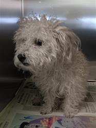 Shelter Stray Male Dog last seen , 1850 W 60th St, Los Angeles, CA 90047, USA