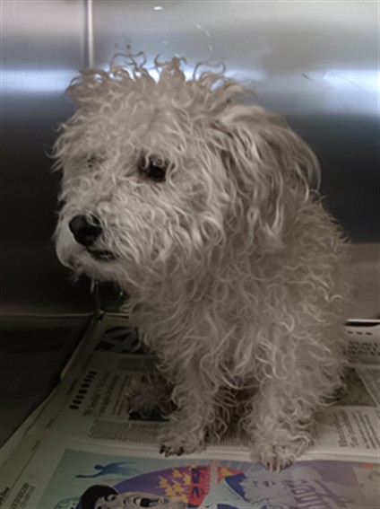 Shelter Stray Male Dog last seen , 1850 W 60th St, Los Angeles, CA 90047, USA
