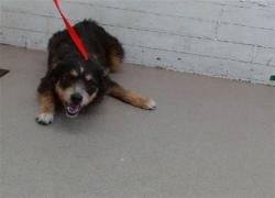 Shelter Stray Female Dog last seen Near BLOCK REDMAPLE, 333 Chandler Pl, San Bernardino, CA 92408, USA