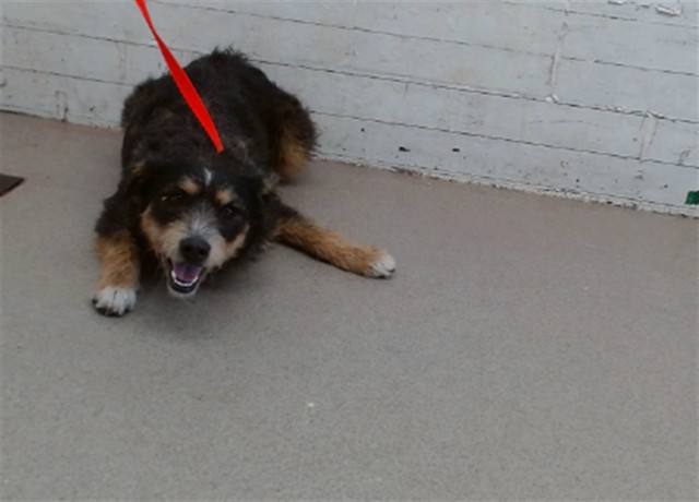 Shelter Stray Female Dog last seen Near BLOCK REDMAPLE, 333 Chandler Pl, San Bernardino, CA 92408, USA