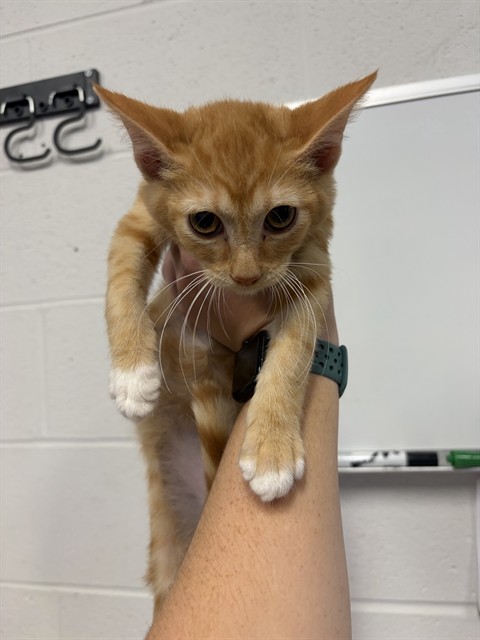 Shelter Stray Male Cat last seen LAKE ST LOUIS, 4850 Mid Rivers Mall Dr, St Peters, MO 63376, USA