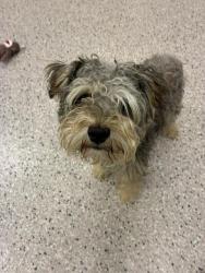Shelter Stray Male Dog last seen Near BLOCK LOCUST ST, 12155 Park Blvd, Brighton, CO 80601, USA