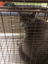 Shelter Stray Male Cat last seen Near BLOCK MACON ST, 12155 Park Blvd, Brighton, CO 80601, USA