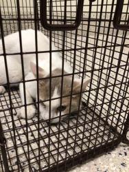 Shelter Stray Male Cat last seen Near BLOCK E 88TH AVE, 12155 Park Blvd, Brighton, CO 80601, USA