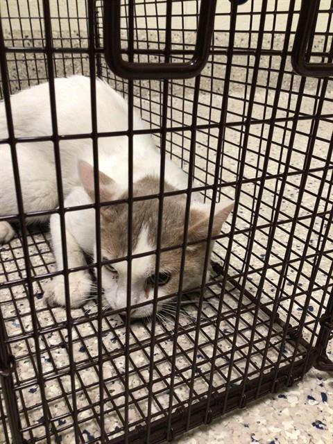 Shelter Stray Male Cat last seen Near BLOCK E 88TH AVE, 12155 Park Blvd, Brighton, CO 80601, USA