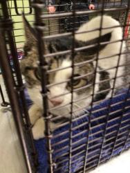 Shelter Stray Male Cat last seen Near BLOCK E 88TH AVE, 12155 Park Blvd, Brighton, CO 80601, USA
