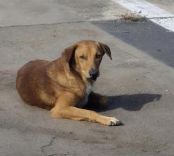 Shelter Stray Male Dog last seen E HOUSTON ST, 4710 TX-151, San Antonio, TX 78227, USA
