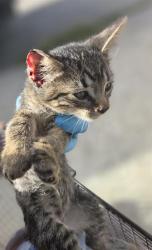 Shelter Stray Female Cat last seen GREAT SPIRIT, 4710 TX-151, San Antonio, TX 78227, USA