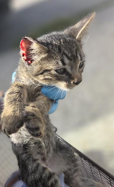 Shelter Stray Female Cat last seen GREAT SPIRIT, 4710 TX-151, San Antonio, TX 78227, USA