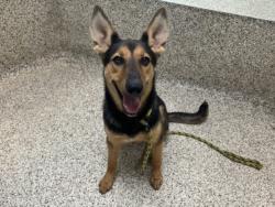 Shelter Stray Female Dog last seen , 3201 Lacy St, Los Angeles, CA 90031, USA