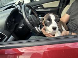 Shelter Stray Female Dog last seen , 4710 TX-151, San Antonio, TX 78227, USA