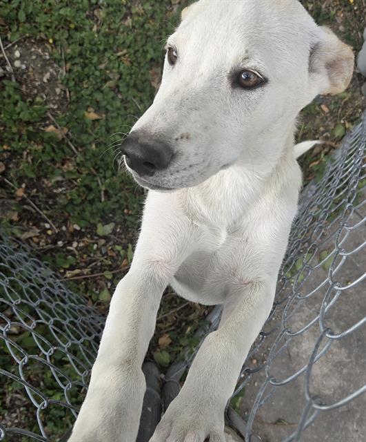 Shelter Stray Female Dog last seen Near BLOCK MOSS VALLEY DR, 4710 TX-151, San Antonio, TX 78227, USA