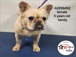 Shelter Stray Female Dog last seen , 3201 Lacy St, Los Angeles, CA 90031, USA