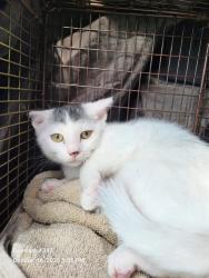 Shelter Stray Female Cat last seen S CALAVERAS, 4710 TX-151, San Antonio, TX 78227, USA