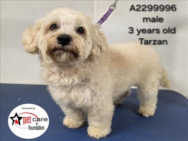 Shelter Stray Male Dog last seen , 3201 Lacy St, Los Angeles, CA 90031, USA