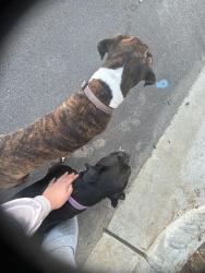 Found/Stray Male Dog last seen Green Oaks, Arlington, TX 76013