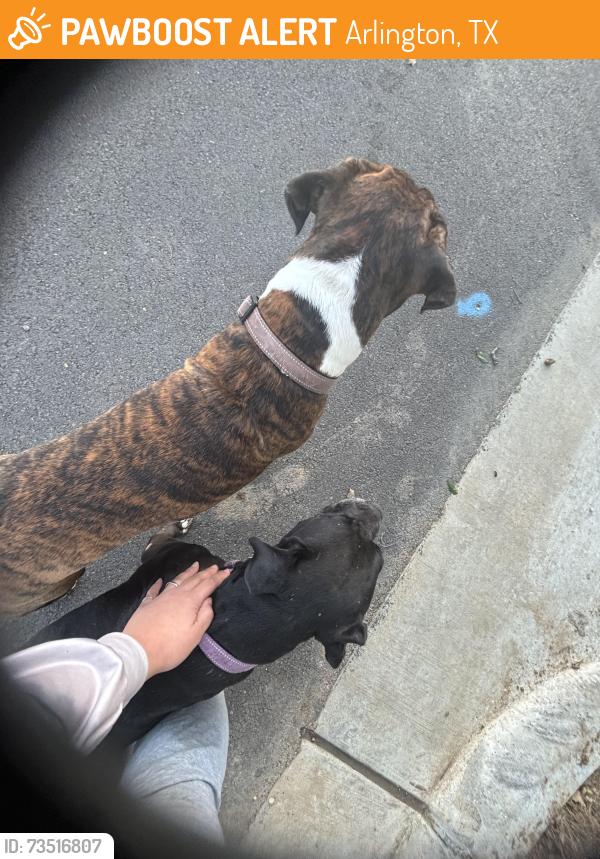 Found/Stray Male Dog last seen Green Oaks, Arlington, TX 76013