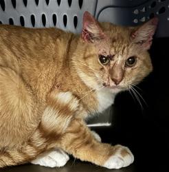 Shelter Stray Male Cat last seen Near BLOCK E FREMONT DR, AURORA CO 80016 4100, 2080 S Quebec St, Denver, CO 80231, USA