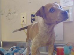 Shelter Stray Female Dog last seen ORR RD/ARGENT AVE, 95632, 3839 Bradshaw Rd, Sacramento, CA 95827, USA