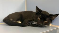 Shelter Stray Male Cat last seen Near BLOCK W WISCONSIN AVE, 3839 W Burnham St, West Milwaukee, WI 53215, USA