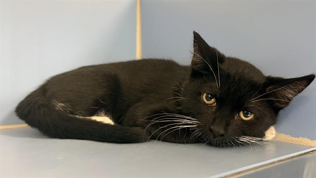 Shelter Stray Male Cat last seen Near BLOCK W WISCONSIN AVE, 3839 W Burnham St, West Milwaukee, WI 53215, USA