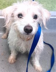 Shelter Stray Female Dog last seen 16TH ST@POTRERO, 1419 Bryant St, San Francisco, CA 94103, USA