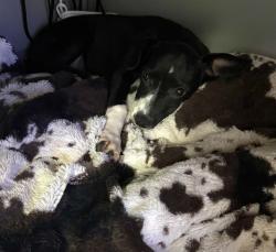 Shelter Stray Female Dog last seen Near BLOCK E PANAMA LN, BAKERSFIELD CA 93307, 3951 Fruitvale Ave, Bakersfield, CA 93308, USA