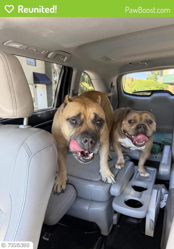 Reunited Male Dog last seen Near Spain, Albuquerque, NM 87111