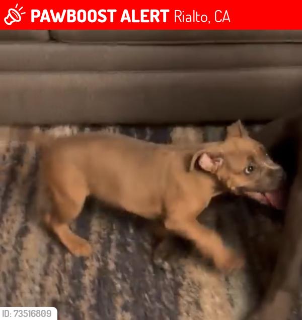 Lost Female Dog last seen Etiwanda/n sycamore ave, Rialto, CA 92376