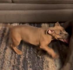 Lost Female Dog last seen Etiwanda/n sycamore ave, Rialto, CA 92376