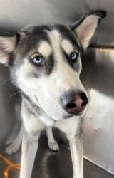 Shelter Stray Female Dog last seen Near BLOCK 14TH ST, RIVERSIDE CA 92507, 6851 Van Buren Boulevard, Jurupa Valley, CA 92509, USA