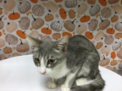 Shelter Stray Female Cat last seen Near BLOCK HUDSON ST, JURUPA VALLEY, CA, 6851 Van Buren Boulevard, Jurupa Valley, CA 92509, USA