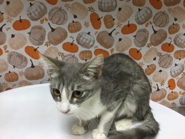 Shelter Stray Female Cat last seen Near BLOCK HUDSON ST, JURUPA VALLEY, CA, 6851 Van Buren Boulevard, Jurupa Valley, CA 92509, USA