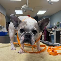 Shelter Stray Female Dog last seen Near BLOCK TEMESCAL HILLS DR, CORONA CA, 6851 Van Buren Boulevard, Jurupa Valley, CA 92509, USA