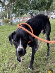 Shelter Stray Male Dog last seen Near BLOCK E HARMONY LAKE CIR, DAVIE FL 33324, 2400 SW 42nd St, Fort Lauderdale, FL 33312, USA