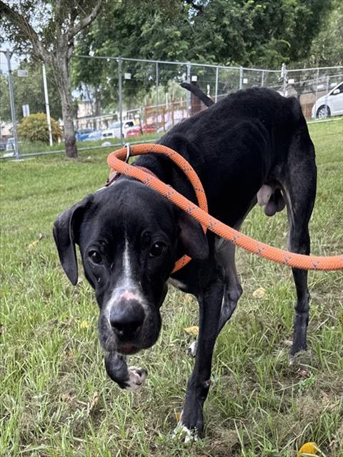 Shelter Stray Male Dog last seen Near BLOCK E HARMONY LAKE CIR, DAVIE FL 33324, 2400 SW 42nd St, Fort Lauderdale, FL 33312, USA