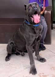 Shelter Stray Male Dog last seen Near BLOCK WILEY ST, HOLLYWOOD FL 33021, 2400 SW 42nd St, Fort Lauderdale, FL 33312, USA