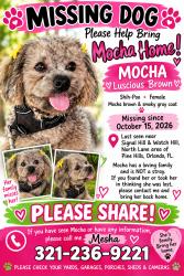 Reunited Female Dog last seen Signal Hill Rd, Orlando, FL 32808, USA, Orlando, FL 32808