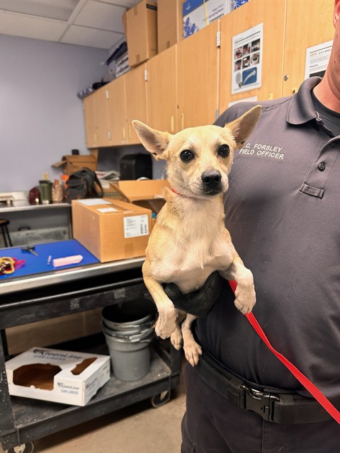 Shelter Stray Male Dog last seen 41ST AVE AND ALICE AVE, 2500 S 27th Ave, Phoenix, AZ 85009, USA
