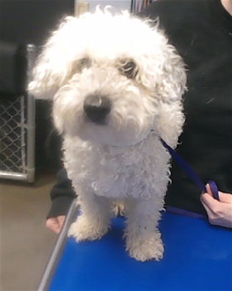 Shelter Stray Male Dog last seen 31ST DR AND CHARLESTON AVE, 2500 S 27th Ave, Phoenix, AZ 85009, USA